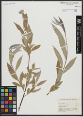 Foto von Salix alba L.
